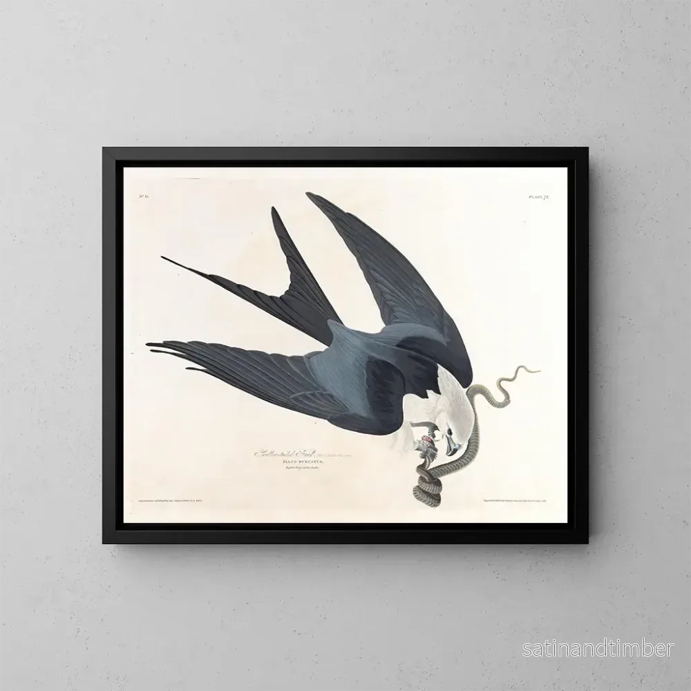 Reproduktion av målningen Faucon à queue fourchue - John James Audubon
