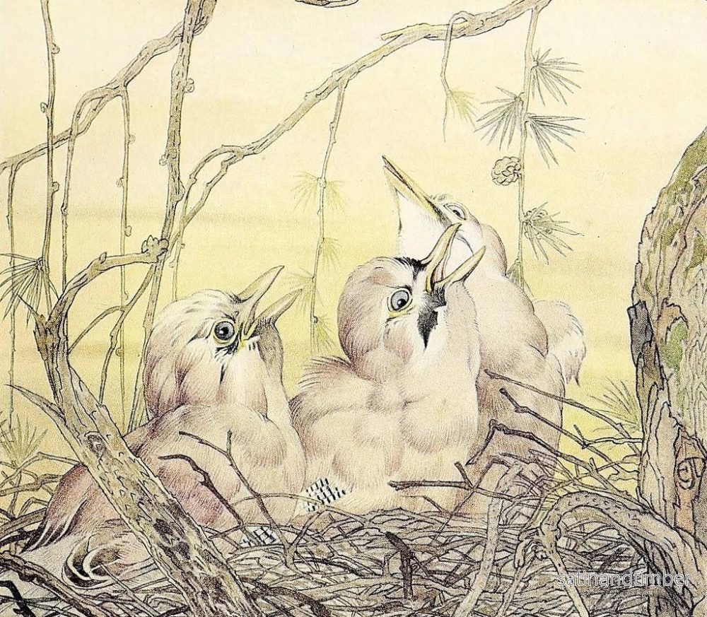 Reproduktion av målningen Le Geai - Edward Julius Detmold - Bild 2