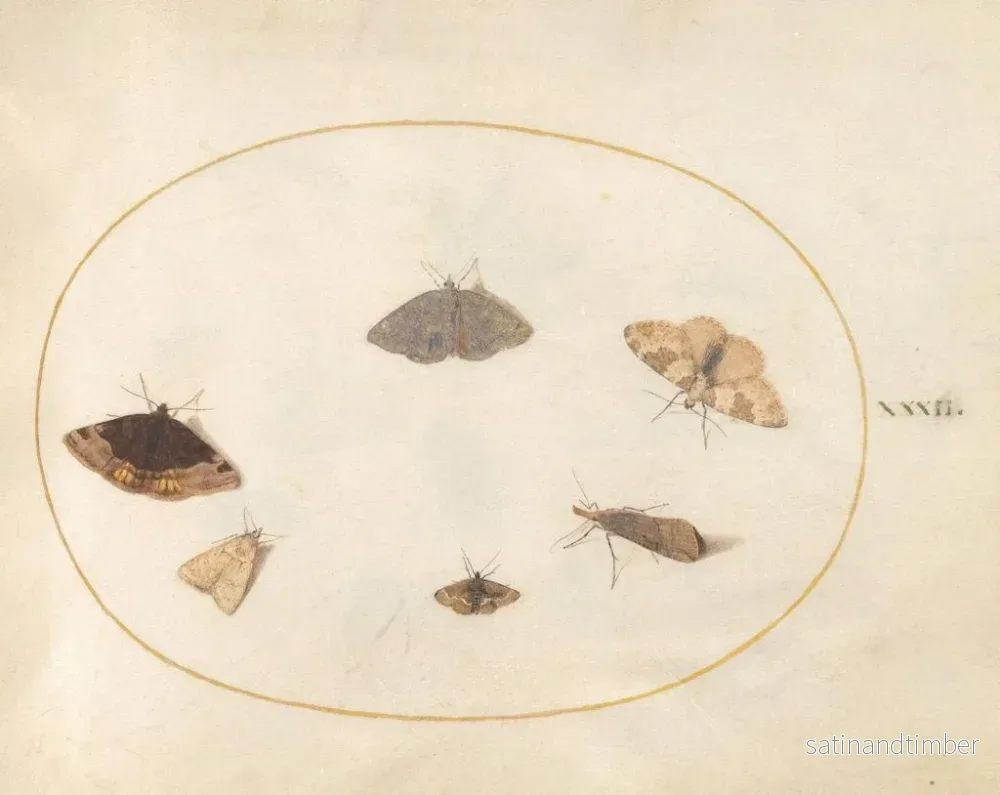 Reproduktion av målningen Platine 32 Six Papillons de Nuit - Joris Hoefnagel - Bild 2