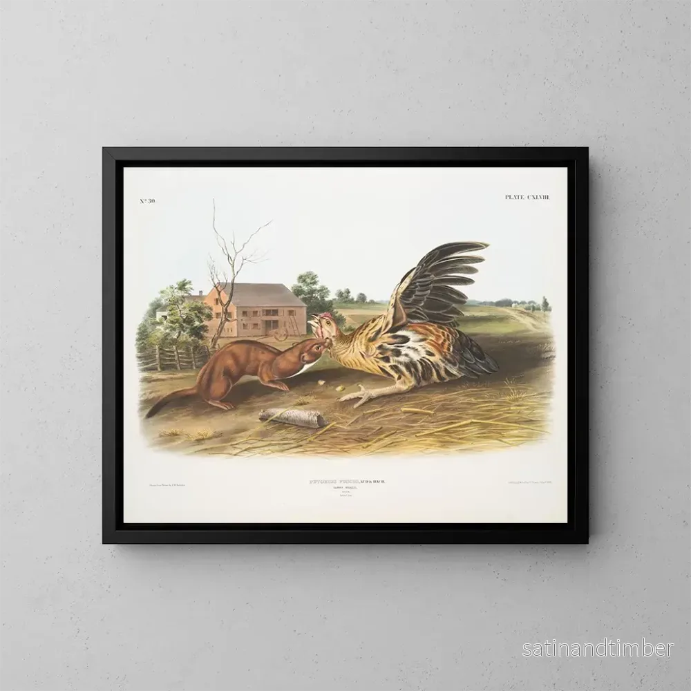 Reproduktion av målningen Fouine fauve mâle taille naturelle - John Woodhouse Audubon