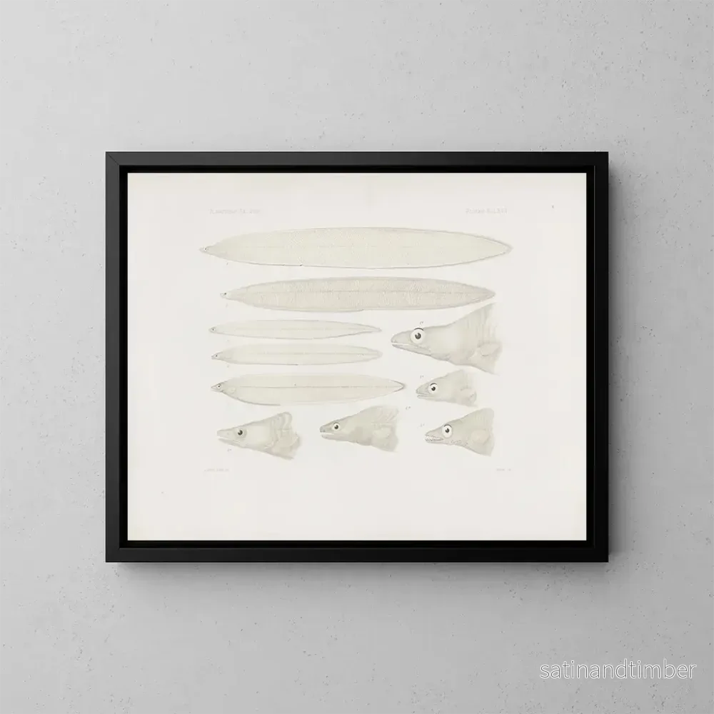Reproduktion av målningen Mémoires du Muséum de zoologie comparée de Harvard College Pl67 – Musée de Zoologie Comparée de l’Université Harvard Reproduktion av målningen Mémoires du Muséum de zoologie comparée de Harvard College Pl67 – Musée de Zoologie Comparée de l’Université Harvard