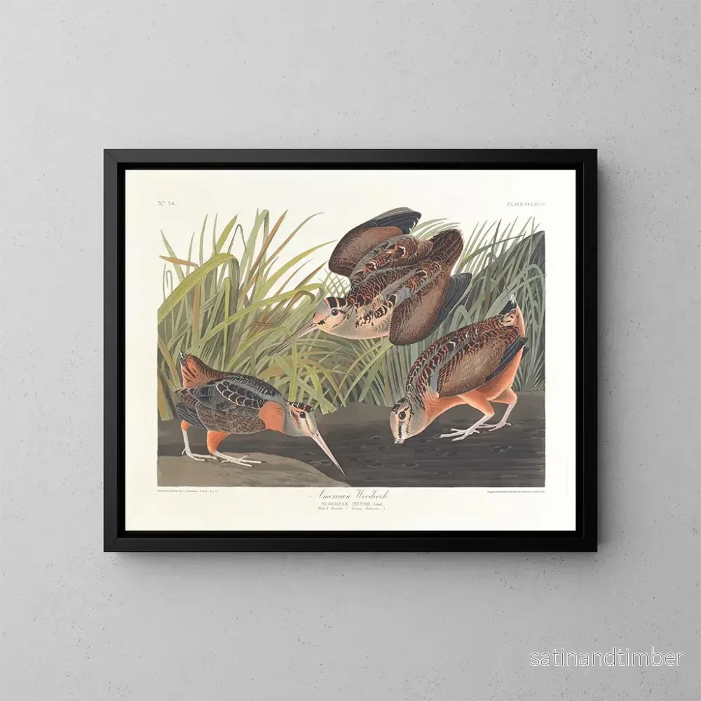 Reproduktion av målningen Bécasse d'Amérique - John James Audubon