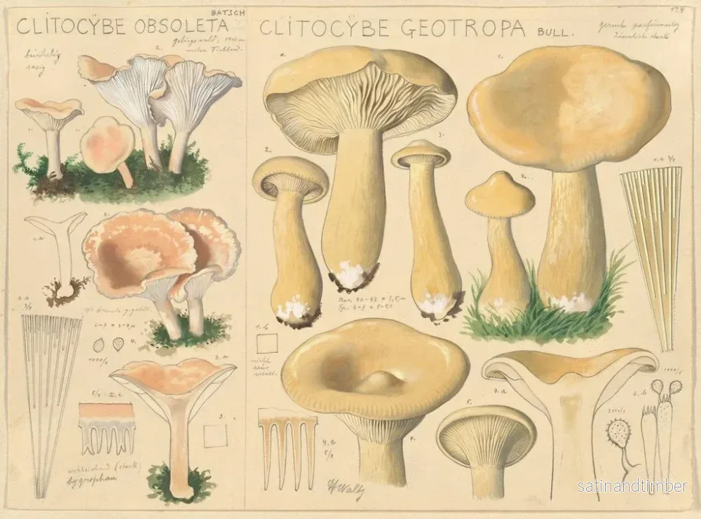 Reproduktion av målningen Clitocybe obsoleta och Clitocybe géotrope - Hans Baldung - Bild 2