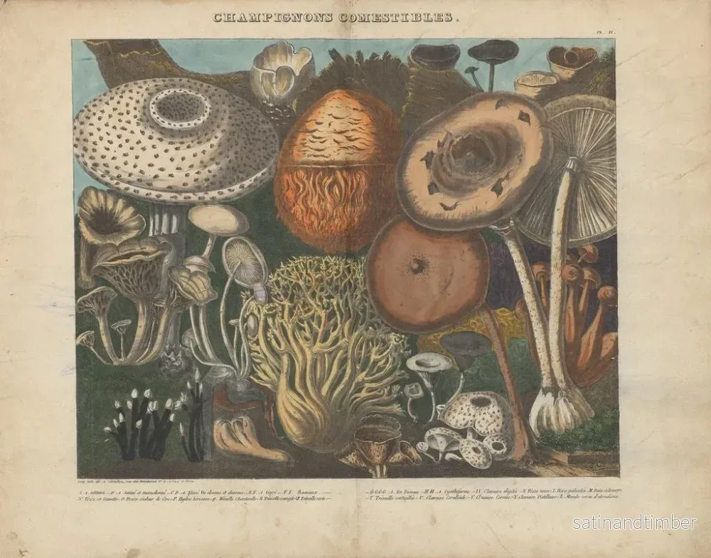 Reproduktion av målningen Atlas över misstänkta och giftiga ätbara svampar Pl02 - Michel Étienne Descourtilz - Bild 2