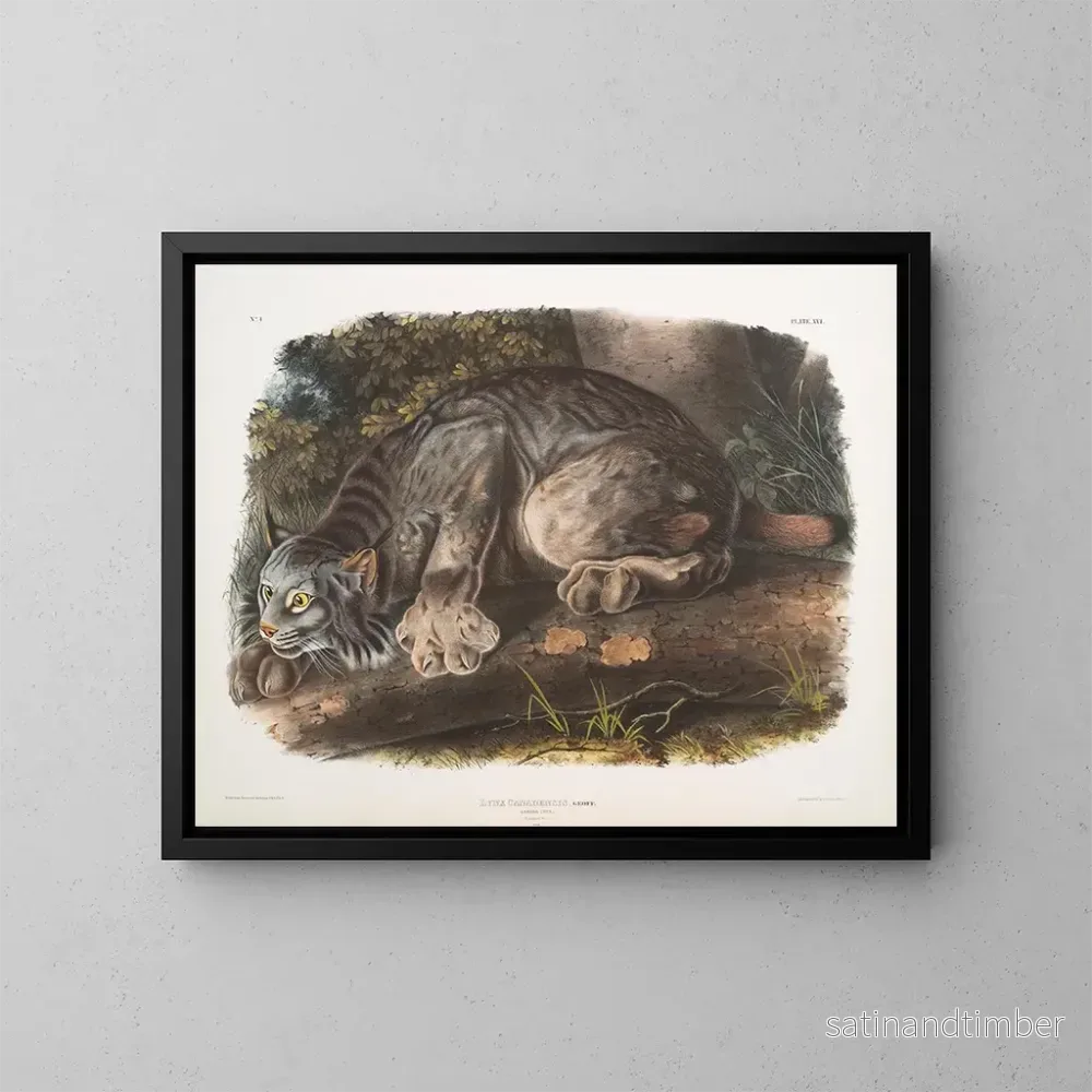 Reproduktion av målningen Lynx du Canada mâle - John Woodhouse Audubon