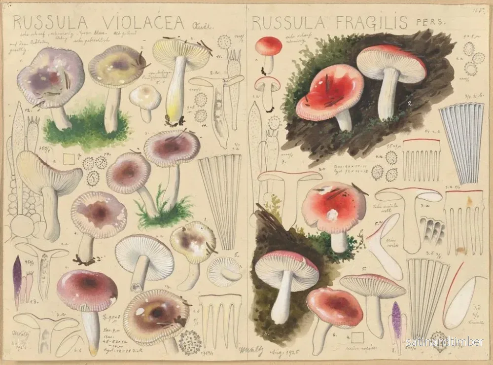 Reproduktion av målningen Russule violacée Russule fragile - Hans Baldung - Bild 2