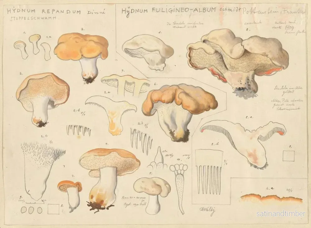 Reproduktion av målningen Hydne i form av horn - Hans Baldung - Bild 2