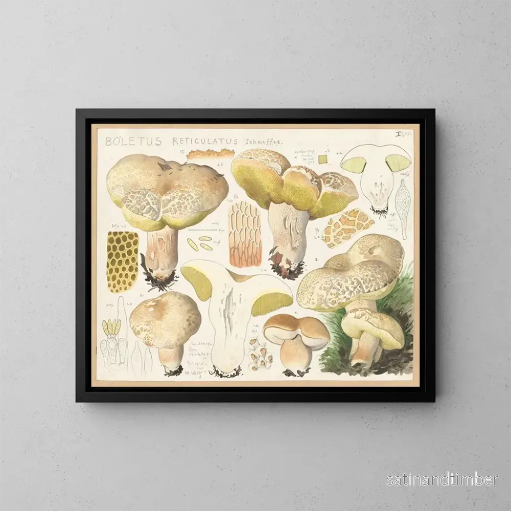 Reproduktion av målningen Boletus réticulé – Hans Baldung Reproduktion av målningen Boletus réticulé – Hans Baldung