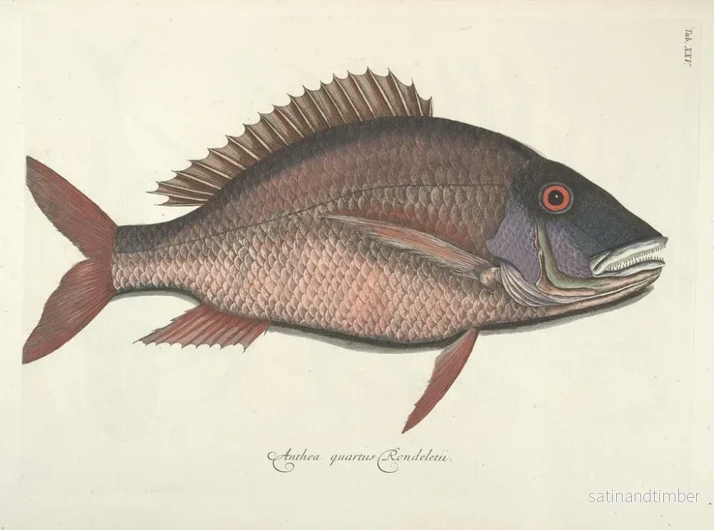 Reproduktion av målningen Bilder av fisk, ormar, insekter och andra djur samt vissa växter Pl025 - Mark Catesby - Bild 2
