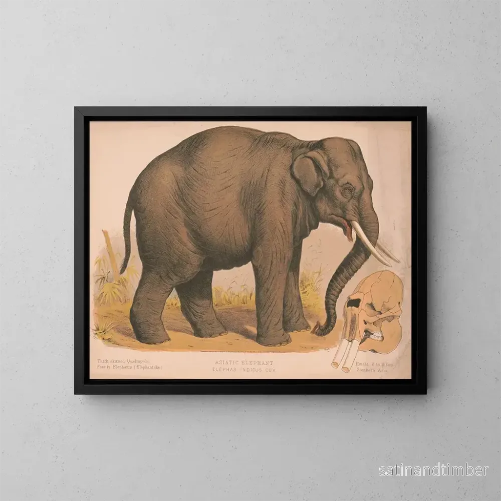 Reproduktion av målningen Asiatisk elefant Elephas indicus - Louis Prang Co