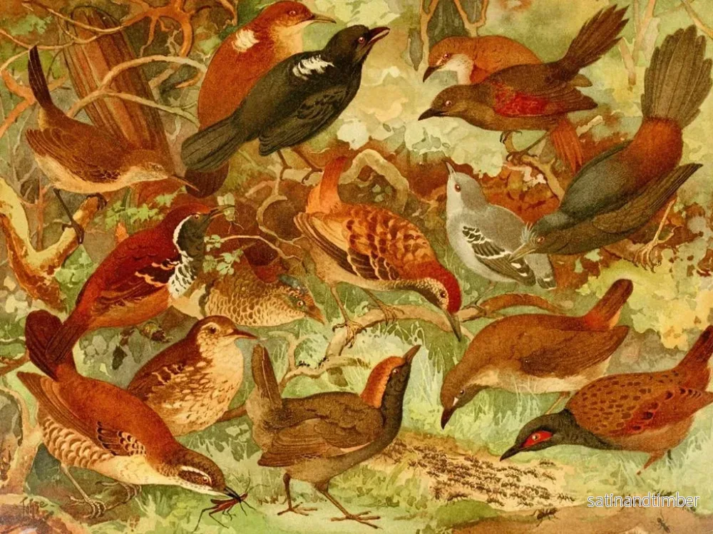 Reproduktion av målningen Taiacuir Pinto du mato Me da taca - Emil August Göldi - Bild 2