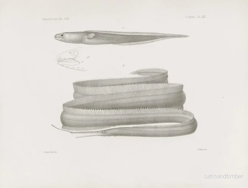 Reproduktion av målningen Mémoires du Muséum de zoologie comparée de Harvard College Pl61 - Musée de Zoologie Comparée de l'Université Harvard - Bild 2