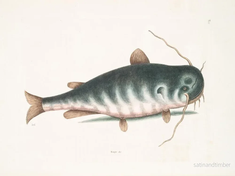Reproduktion av målningen Le Poisson-chat - Mark Catesby - Bild 2