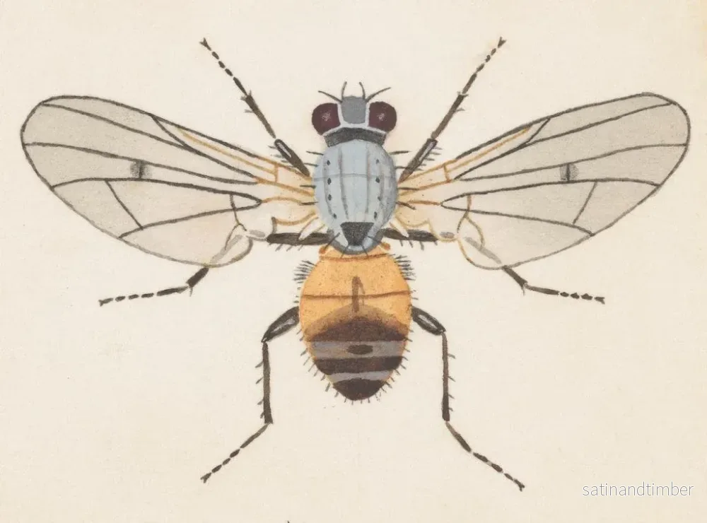 Reproduktion av målningen Aquarelle av entomologi Pl079 - George Hudson - Bild 2