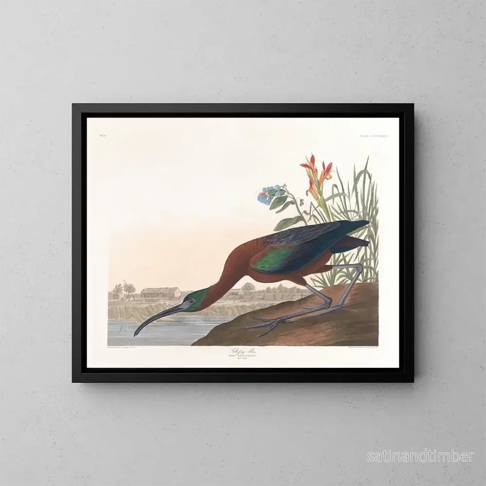 Reproduktion av målningen Ibis falcinelle - John James Audubon