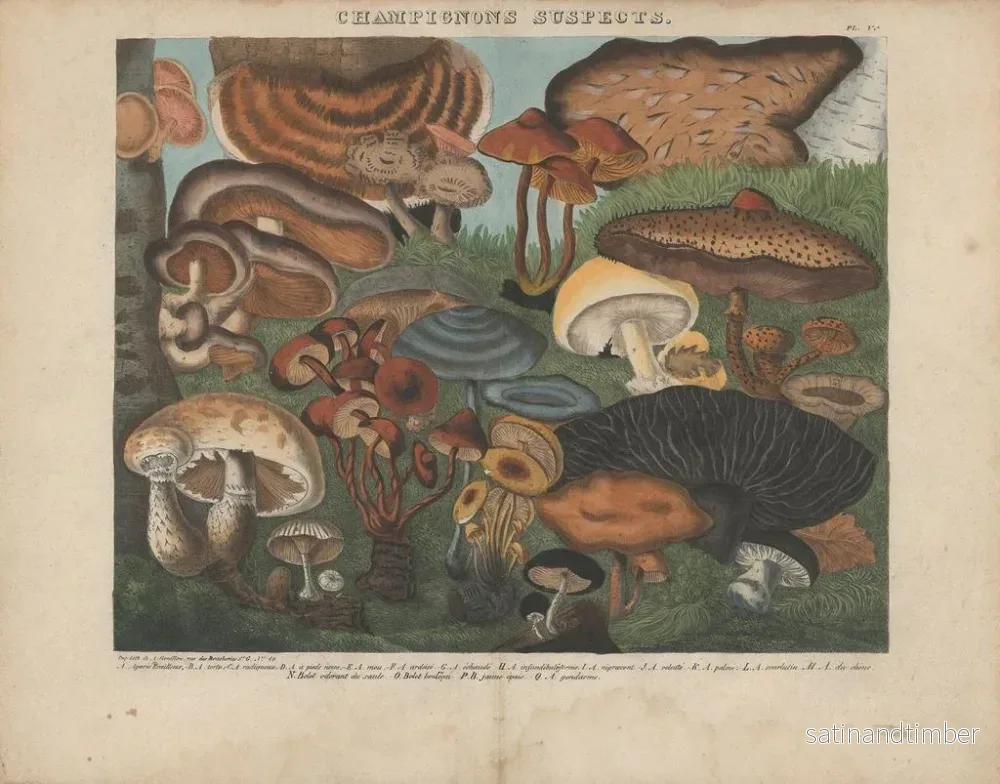 Reproduktion av målningen Atlas över misstänkta och giftiga ätbara svampar Pl05 - Michel Étienne Descourtilz - Bild 2