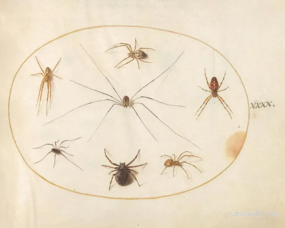 Reproduktion av målningen Platine 40 Huit araignées, inklusive en korsad spindel med en äggpåse - Joris Hoefnagel - Bild 2