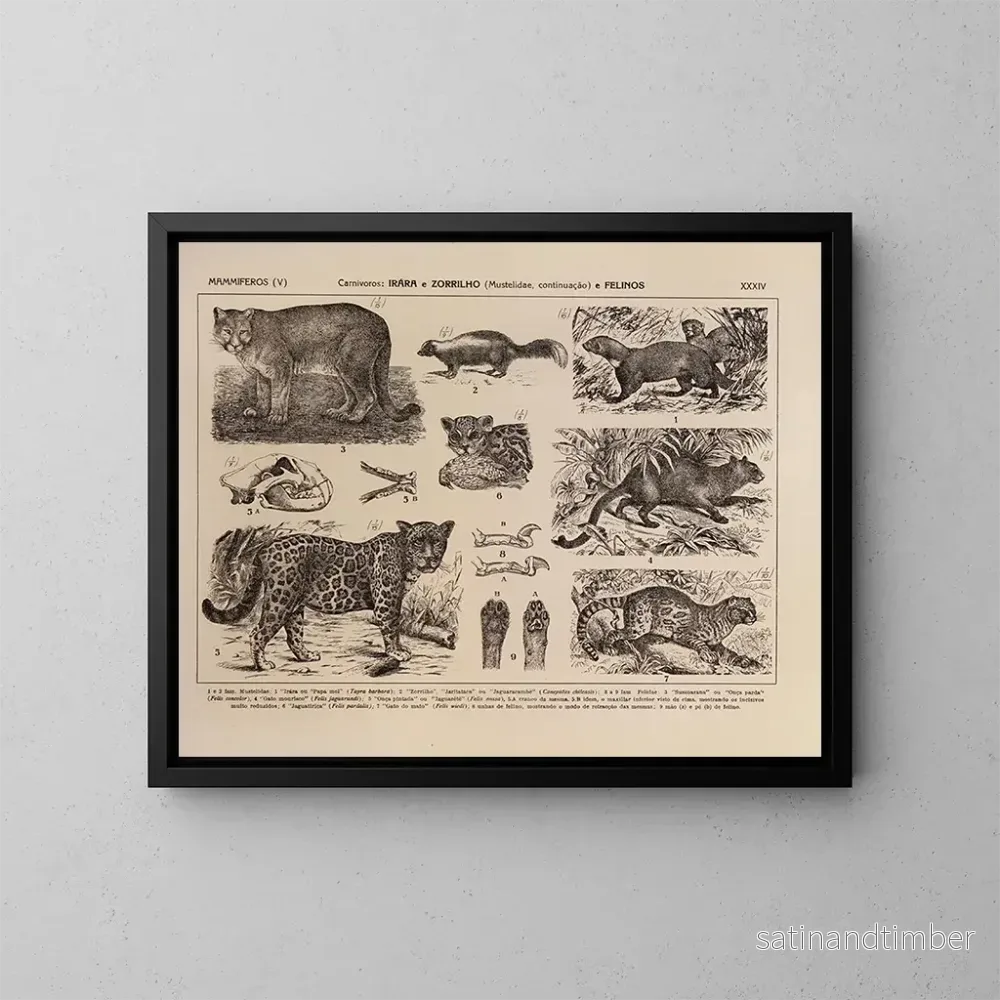 Reproduktion av målningen Atlas de la faune du Brésil Pl34 - Rodolpho von Ihering