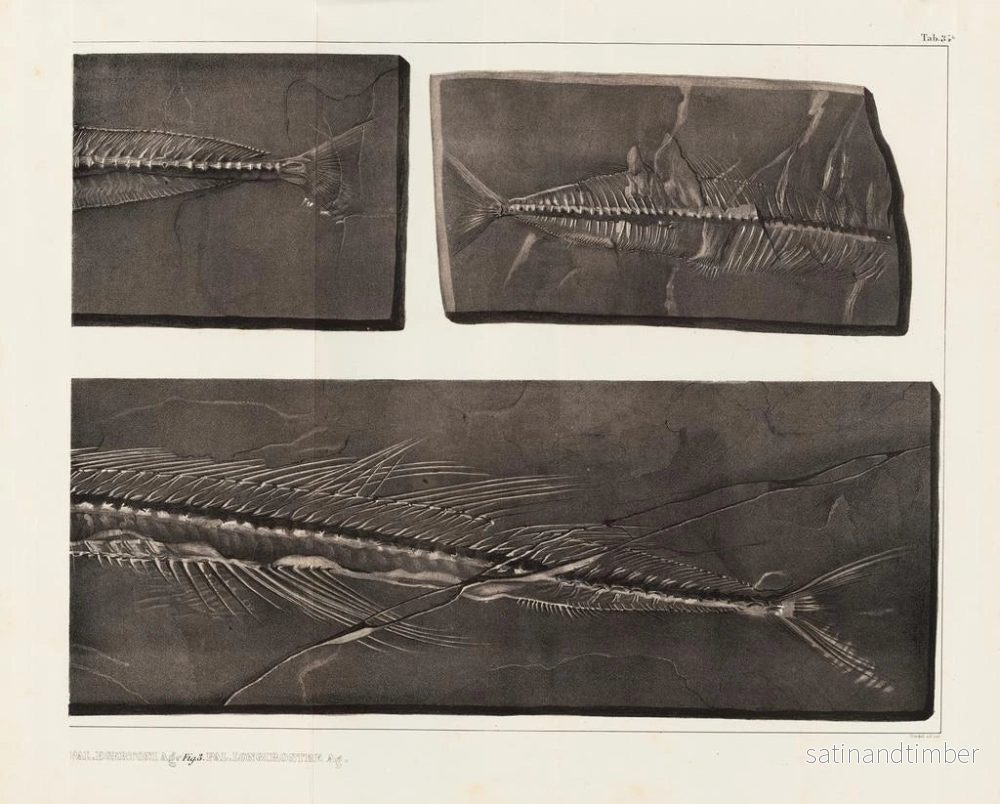 Reproduktion Forskningar om fossila fiskar – Louis Agassiz — plansch 054 - Bild 2