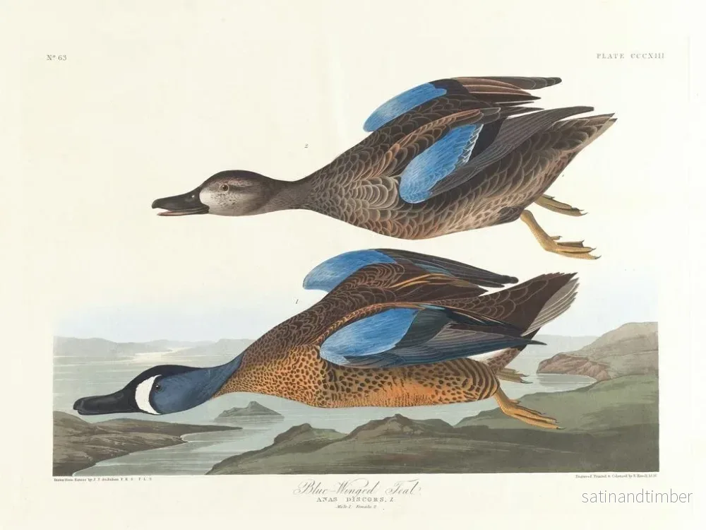 Reproduktion av målningen Kanadagås med blåa vingar - John James Audubon - Bild 2