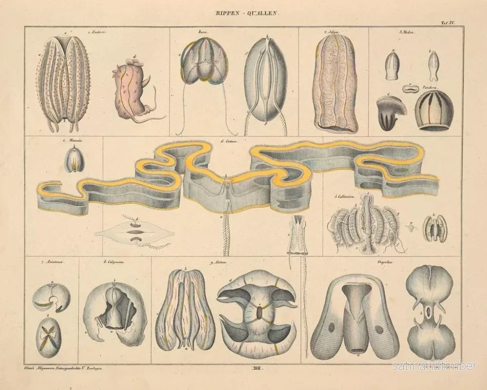 Reproduktion av målningen Illustrationer av den allmänna naturhistorien av Oken för alla tillstånd Pl063 - Lorenz Oken - Bild 2