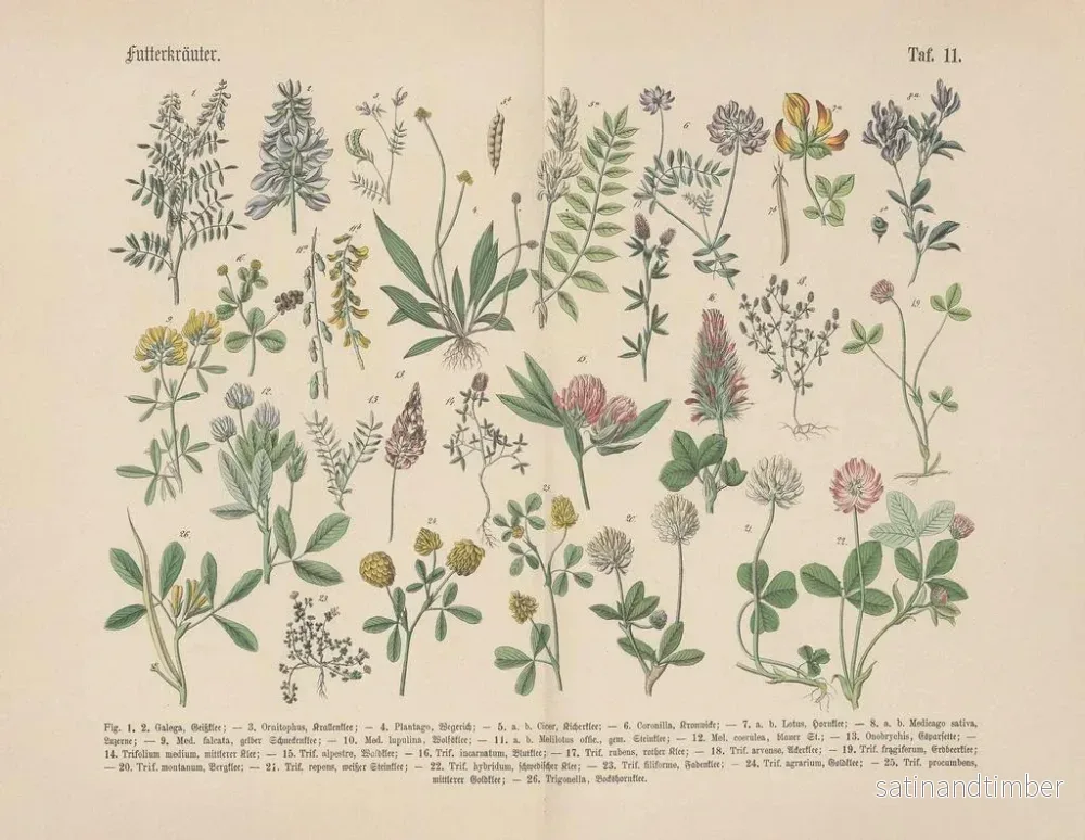 Reproduktion av målningen Manuel de botanique pratique en mots et en images Pl11 - Carl Hoffmann - Bild 2