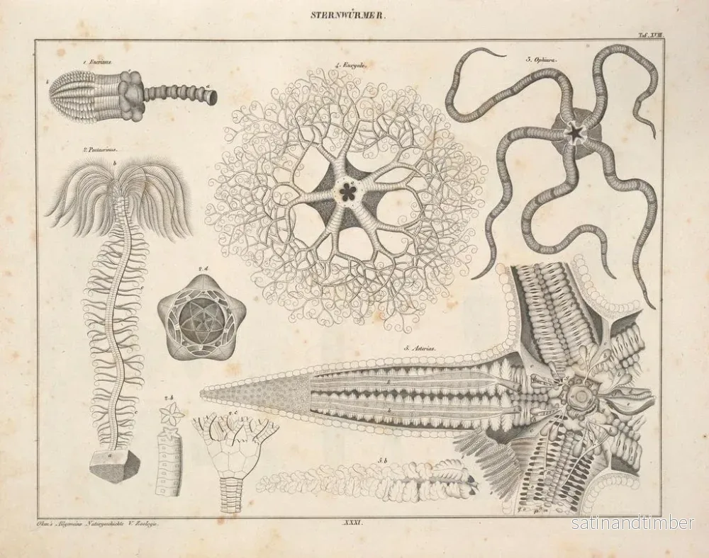 Reproduktion av målningen Illustrationer av den allmänna naturhistorien av Oken för alla tillstånd Pl077 - Lorenz Oken - Bild 2