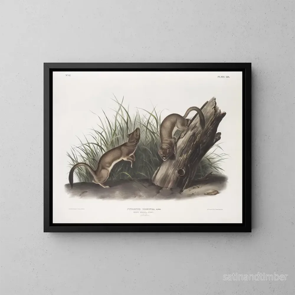 Reproduktion av målningen Fouine blanche taille naturelle 1 mâle 2 femelles - John Woodhouse Audubon