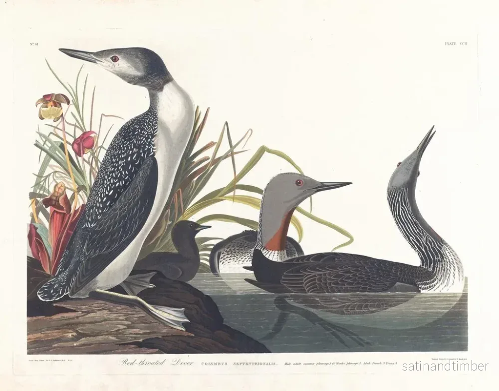 Reproduktion av målningen Dykare katter - John James Audubon - Bild 2