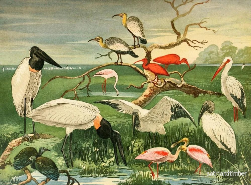 Reproduktion av målningen Cigognes à bec de cuillère - Emil August Göldi - Bild 2