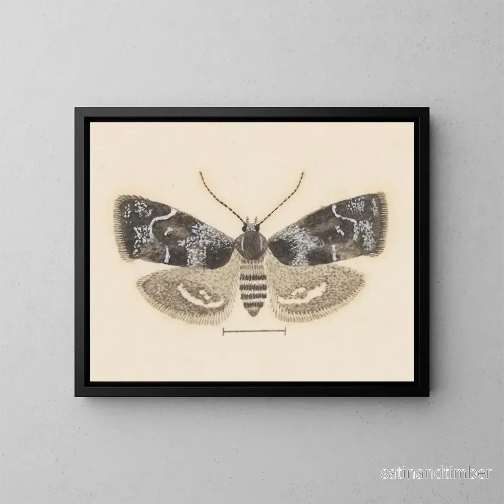 Reproduktion av målningen Aquarelle d'entomologie Pl104 - George Hudson