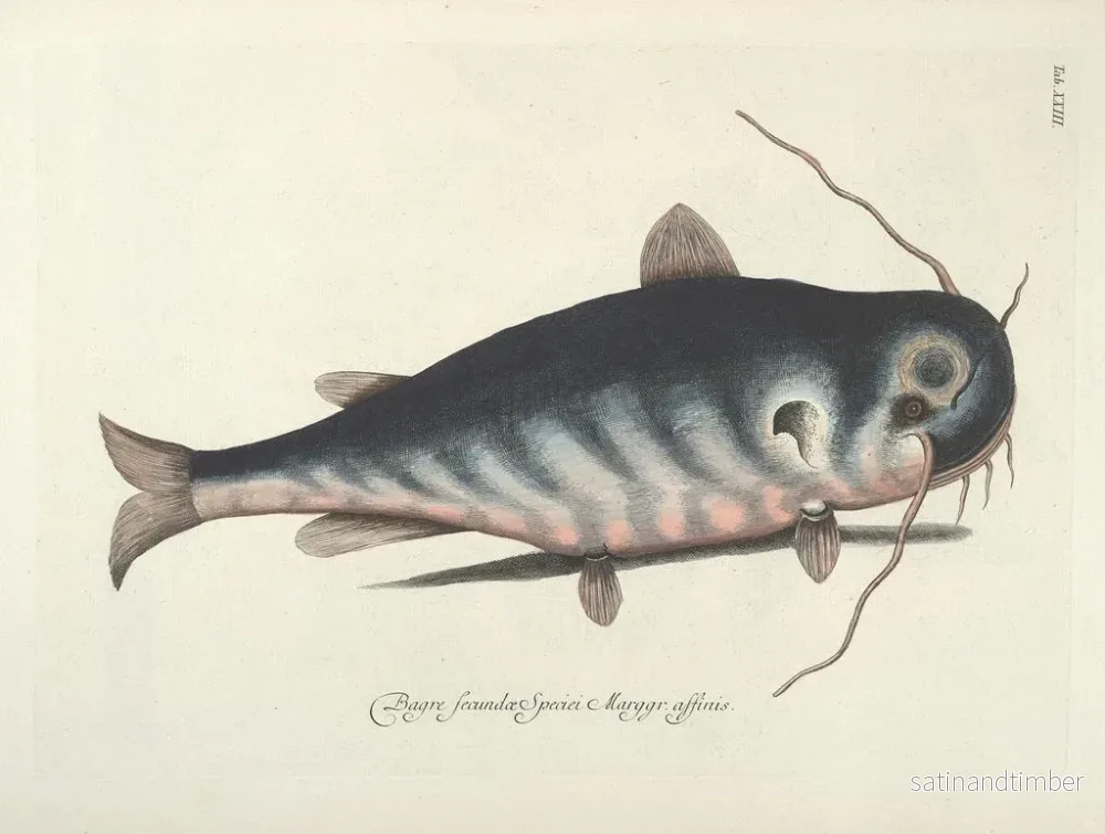 Reproduktion Bilder av fisk, ormar, insekter – Mark Catesby — plansch 023 - Bild 2