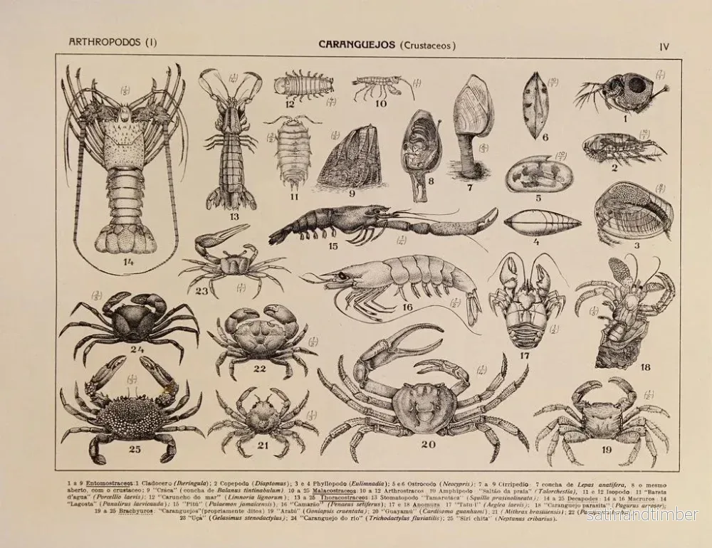 Reproduktion av målningen Atlas de la faune du Brésil Pl04 - Rodolpho von Ihering - Bild 2