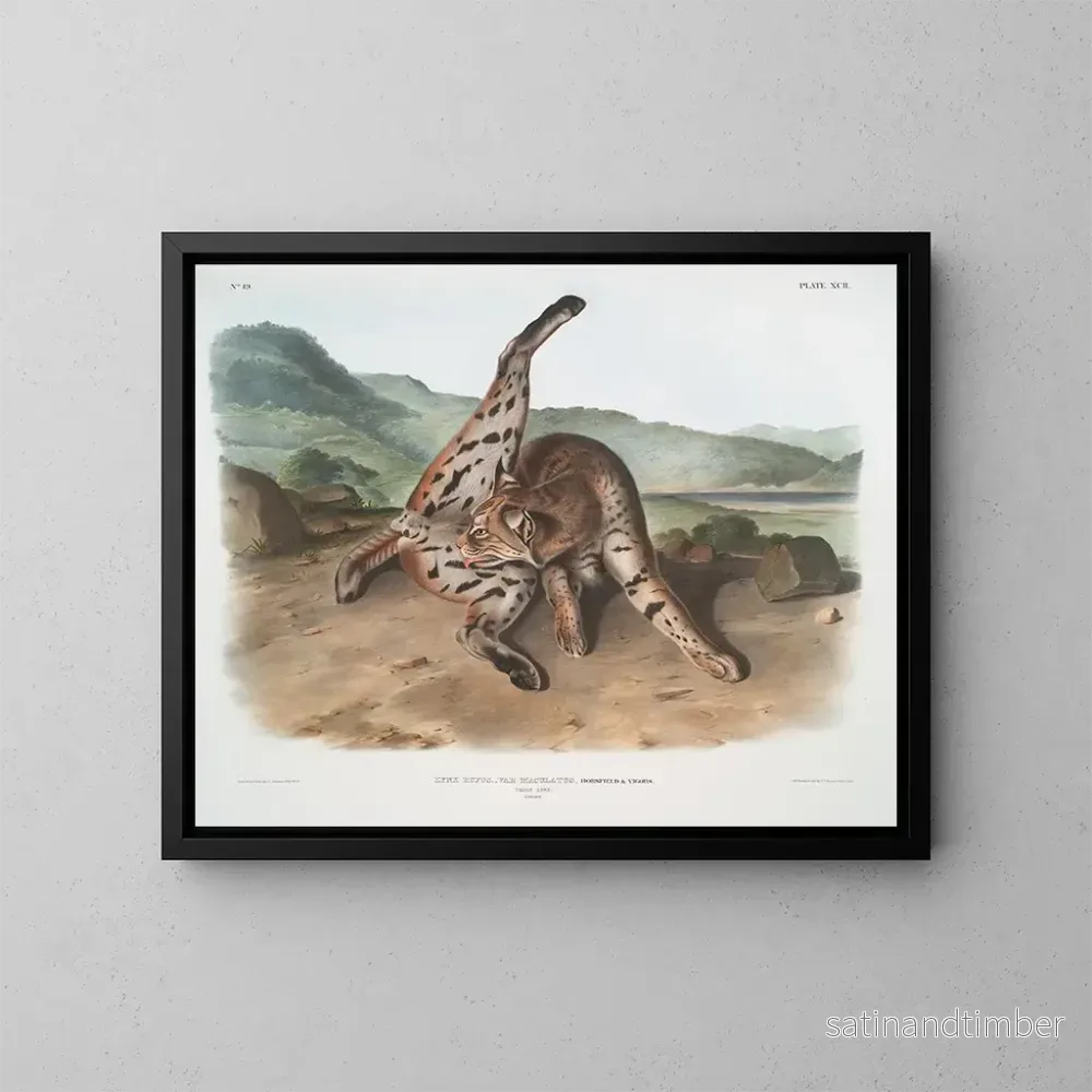 Reproduktion av målningen Lynx röd variant maculatus hona från Texas - John Woodhouse Audubon