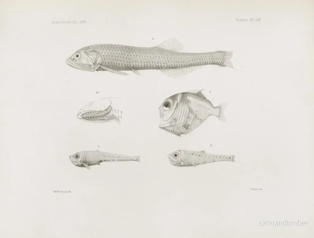 Reproduktion av målningen Mémoires du Muséum de zoologie comparée de Harvard College Pl53 - Musée de Zoologie Comparée de l'Université Harvard - Bild 2