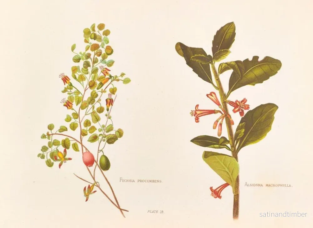 Reproduktion av målningen Fuchsia procumbens - Georgina Burne Hetley - Bild 2