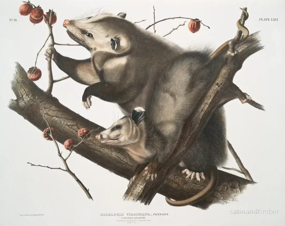 Reproduktion av målningen Virginie-opossum, ung hona, 7 månader gammal, naturlig storlek - John Woodhouse Audubon - Bild 2