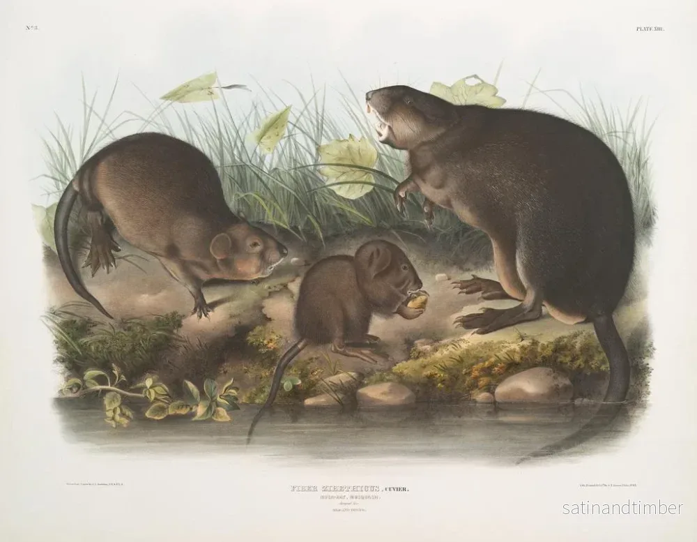 Reproduktion av målningen Rat musqué naturlig storlek gammal och ung - John Woodhouse Audubon - Bild 2