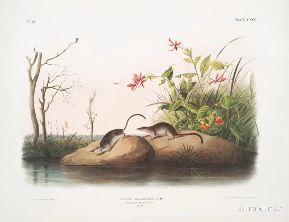 Reproduktion av målningen Sorex palustris, amerikansk sumpmus, naturlig storlek - John Woodhouse Audubon - Bild 2