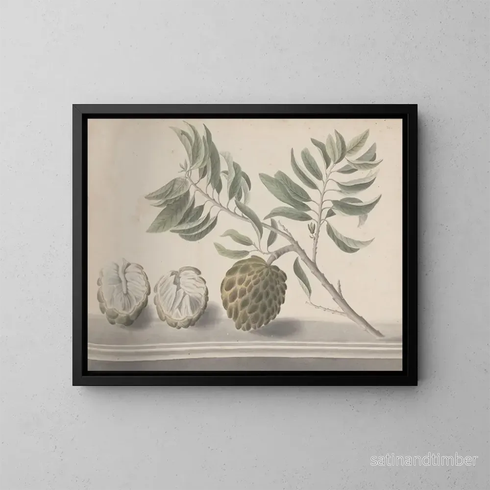 Reproduktion av målningen Histoire naturelle de Saint-Domingue Pl153 - René de Rabi