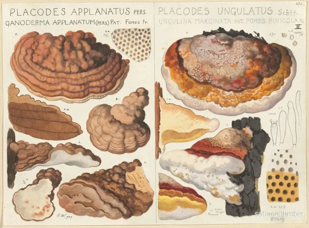 Reproduktion av målningen Placodes aplani Placodes ungulatus - Hans Baldung - Bild 2