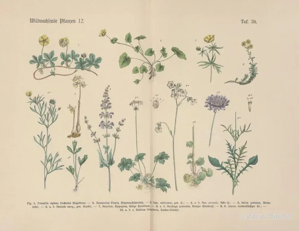 Reproduktion av målningen Manuel de botanique pratique en mots et en images Pl39 - Carl Hoffmann - Bild 2