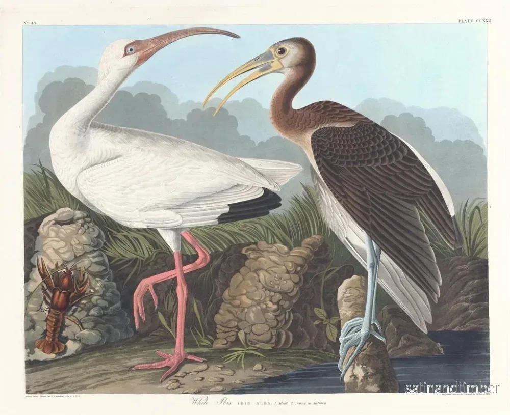 Reproduktion av målningen Ibis vit - John James Audubon - Bild 2