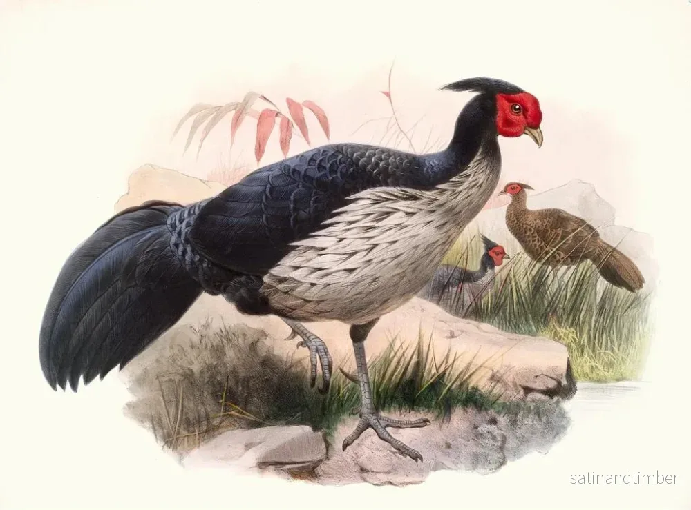Reproduktion av målningen Euplocame à oreilles noires - Joseph Smit - Bild 2