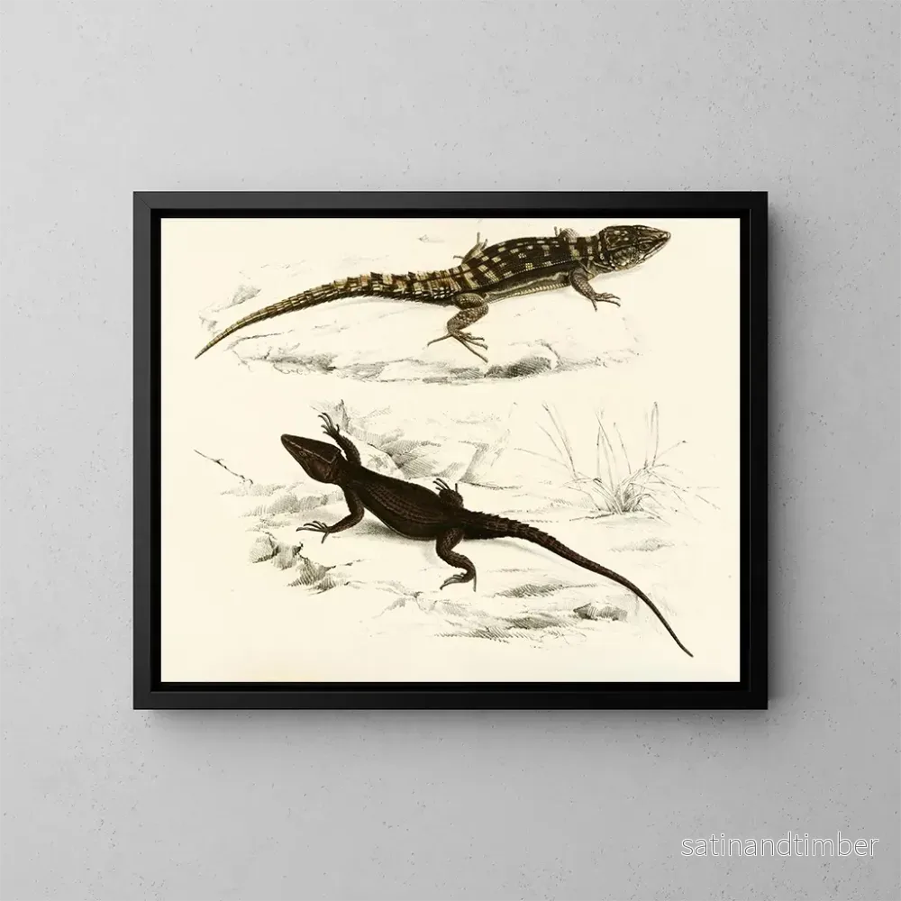 Reproduktion av målningen Cordyle fascié Cordyle de Capdenais - Sir Andrew Smith