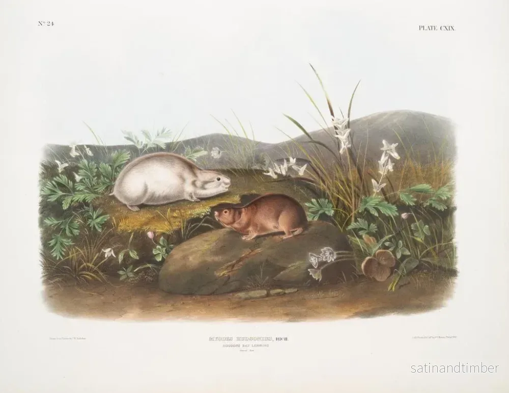 Reproduktion av målningen Lemming från Hudsonbukten i naturlig storlek - John Woodhouse Audubon - Bild 2