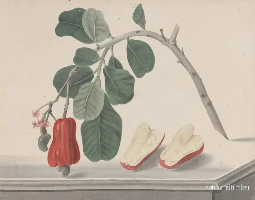 Reproduktion av målningen Histoire naturelle de Saint-Domingue Pl145 - René de Rabi - Bild 2