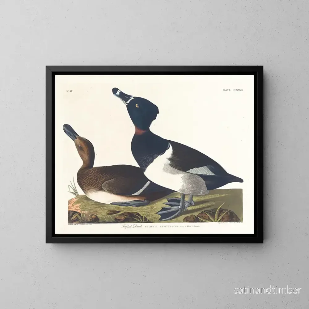 Reproduktion av målningen Fuligule milouin - John James Audubon