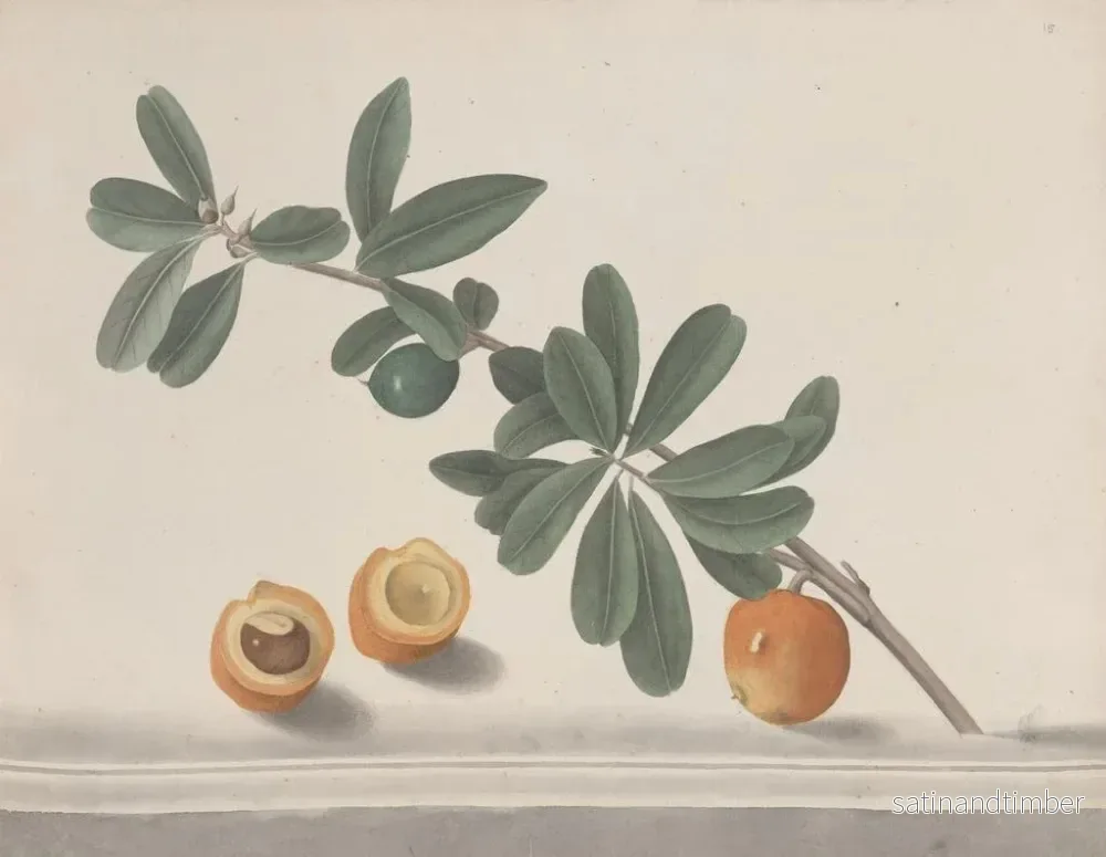 Reproduktion av målningen Histoire naturelle de Saint-Domingue Pl146 - René de Rabi - Bild 2