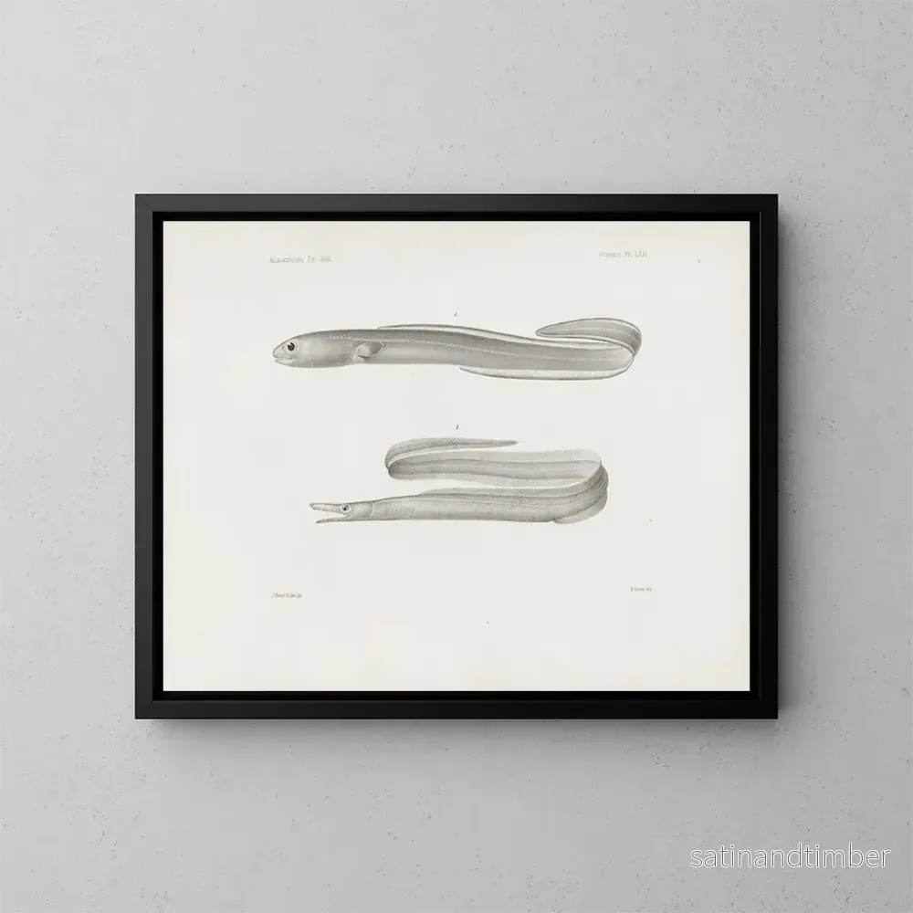Reproduktion av målningen Mémoires du Muséum de zoologie comparée de Harvard College Pl62 – Musée de Zoologie Comparée de l’Université Harvard Reproduktion av målningen Mémoires du Muséum de zoologie comparée de Harvard College Pl62 – Musée de Zoologie Comparée de l’Université Harvard